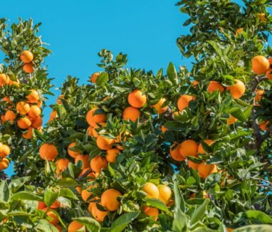 Citrus Fruits (2)
