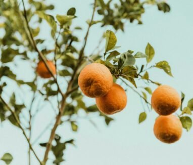 Citrus Fruits (4)