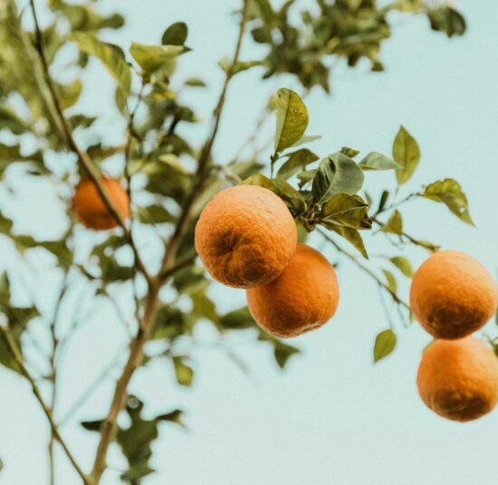 Fresh Oranges